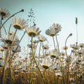 Summer Meadow Daisies Mural Wallpaper - pure wallpaper artwork