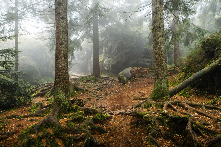 The Bear Trail Mural Wallpaper