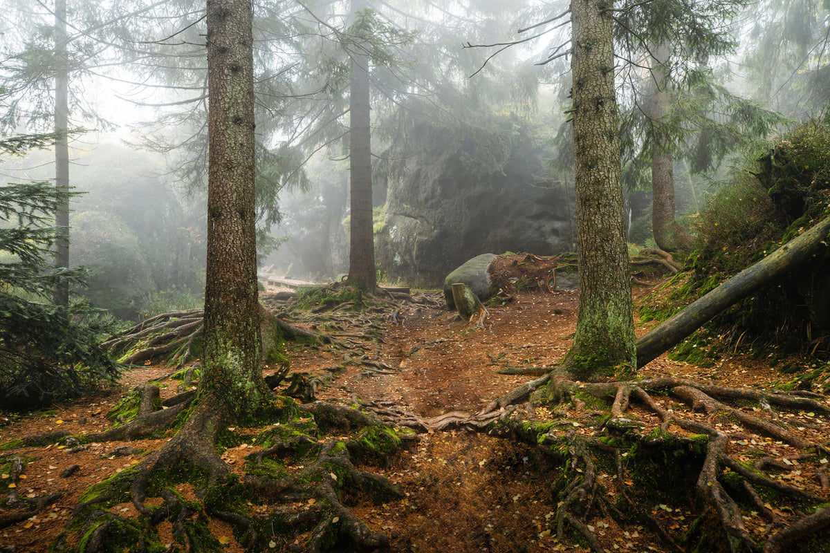 The Bear Trail Mural Wallpaper - pure wallpaper artwork