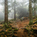 The Bear Trail Mural Wallpaper - pure wallpaper artwork