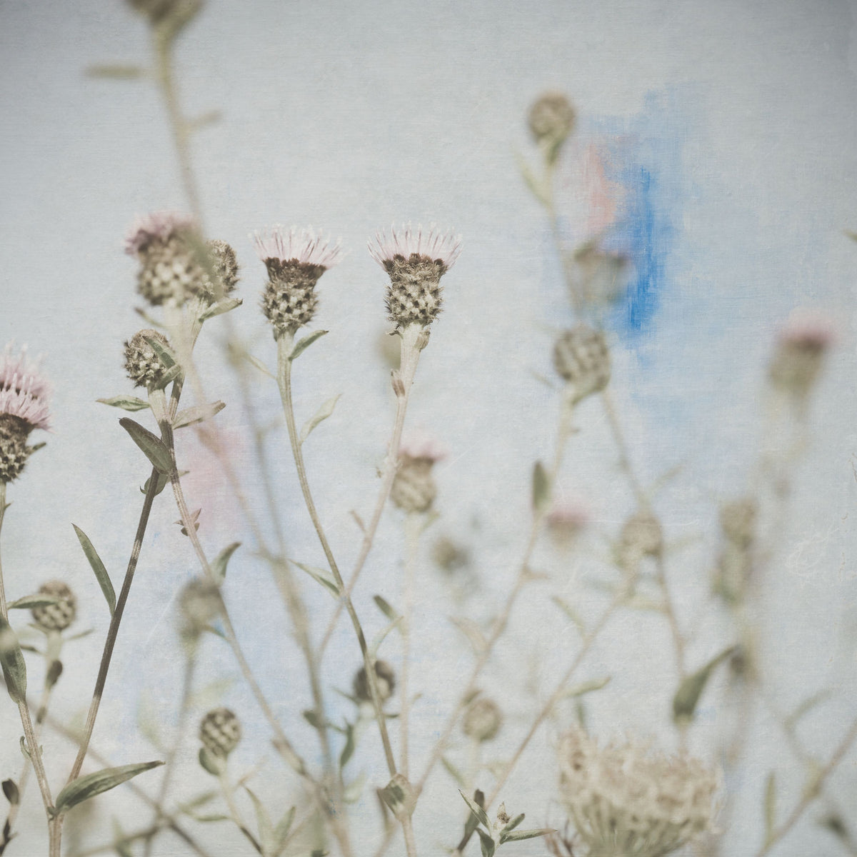 Wild Flowers I Mural Wallpaper - pure wallpaper artwork