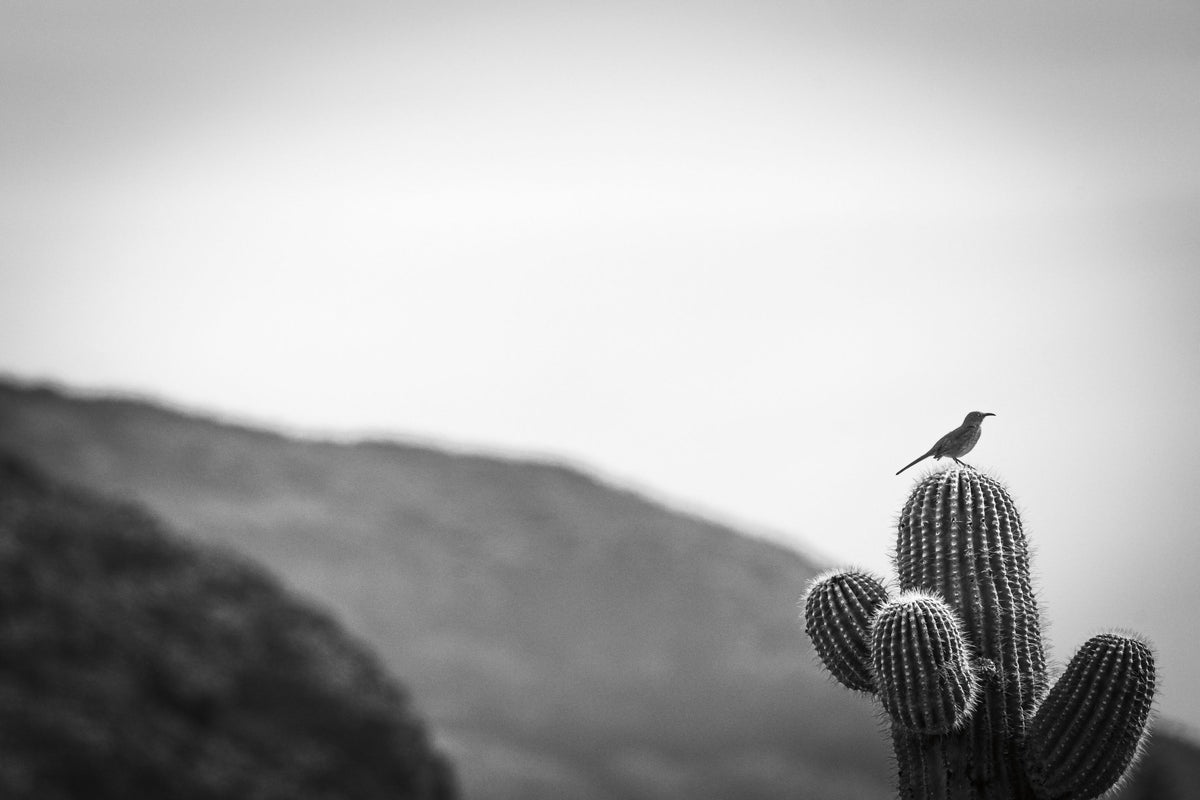 Bird on Cactus on Guard Mural Wallpaper - pure wallpaper artwork