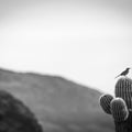 Bird on Cactus on Guard Mural Wallpaper - pure wallpaper artwork