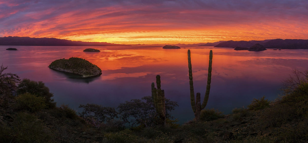 Cardon Cactus Sunset Mural Wallpaper - pure wallpaper artwork