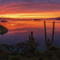 Cardon Cactus Sunset Mural Wallpaper - pure wallpaper artwork