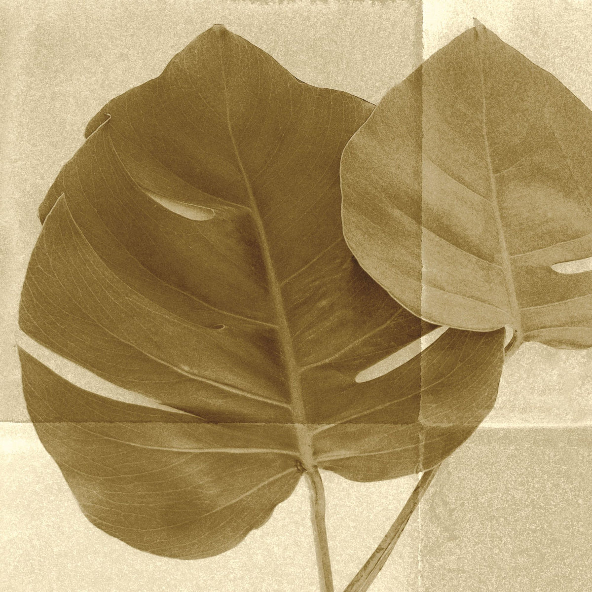 Monstera Leaf II Mural Wallpaper - pure wallpaper artwork
