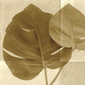 Monstera Leaf II Mural Wallpaper - pure wallpaper artwork