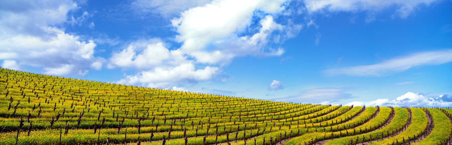 Mustard Fields Napa Valley Mural Wallpaper
