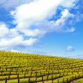 Mustard Fields Napa Valley Mural Wallpaper - pure wallpaper artwork