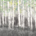 Soft Birches Charcoal Mural Wallpaper - pure wallpaper artwork