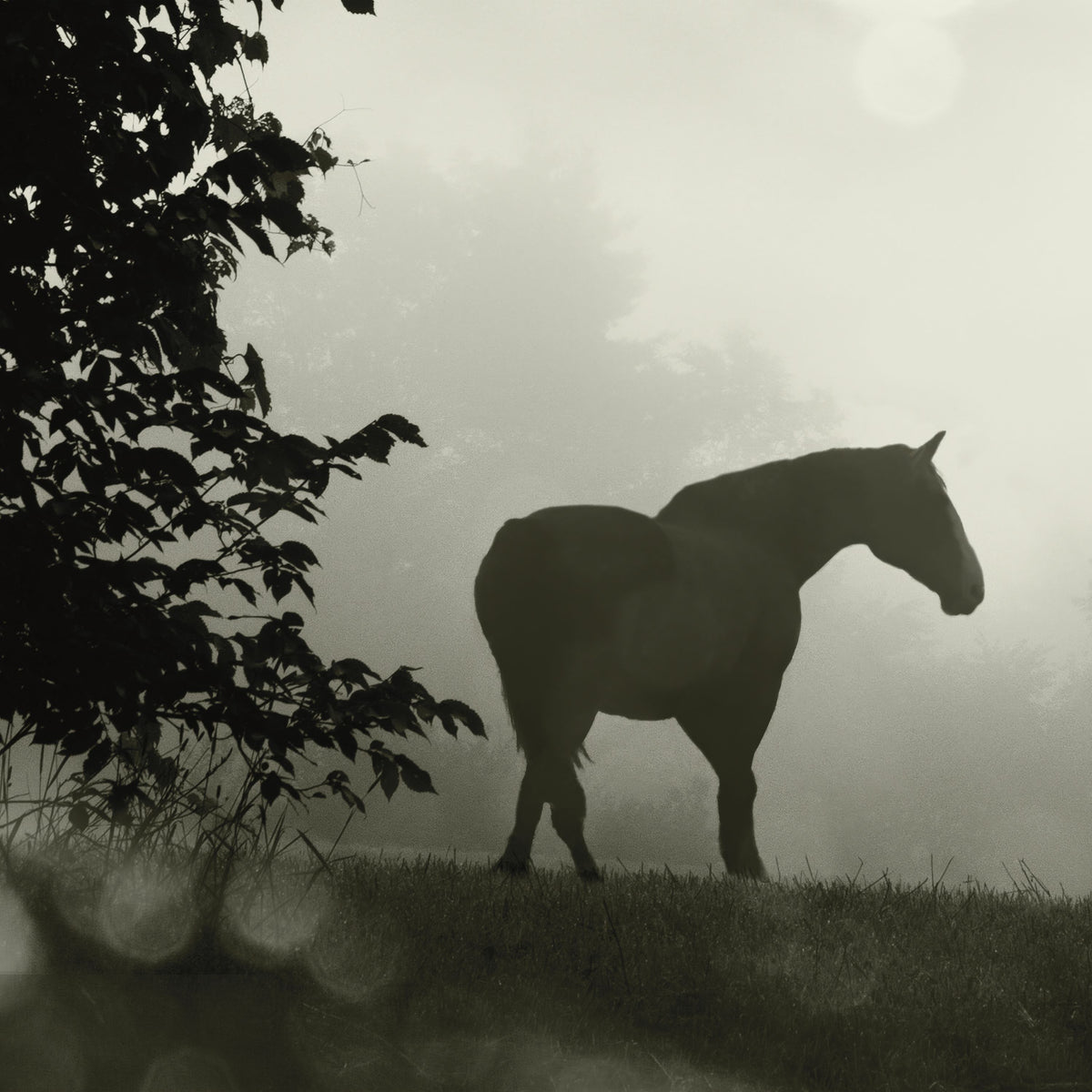 Morning Meadow Horses II Mural Wallpaper - pure wallpaper artwork