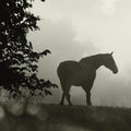 Morning Meadow Horses II Mural Wallpaper - pure wallpaper artwork