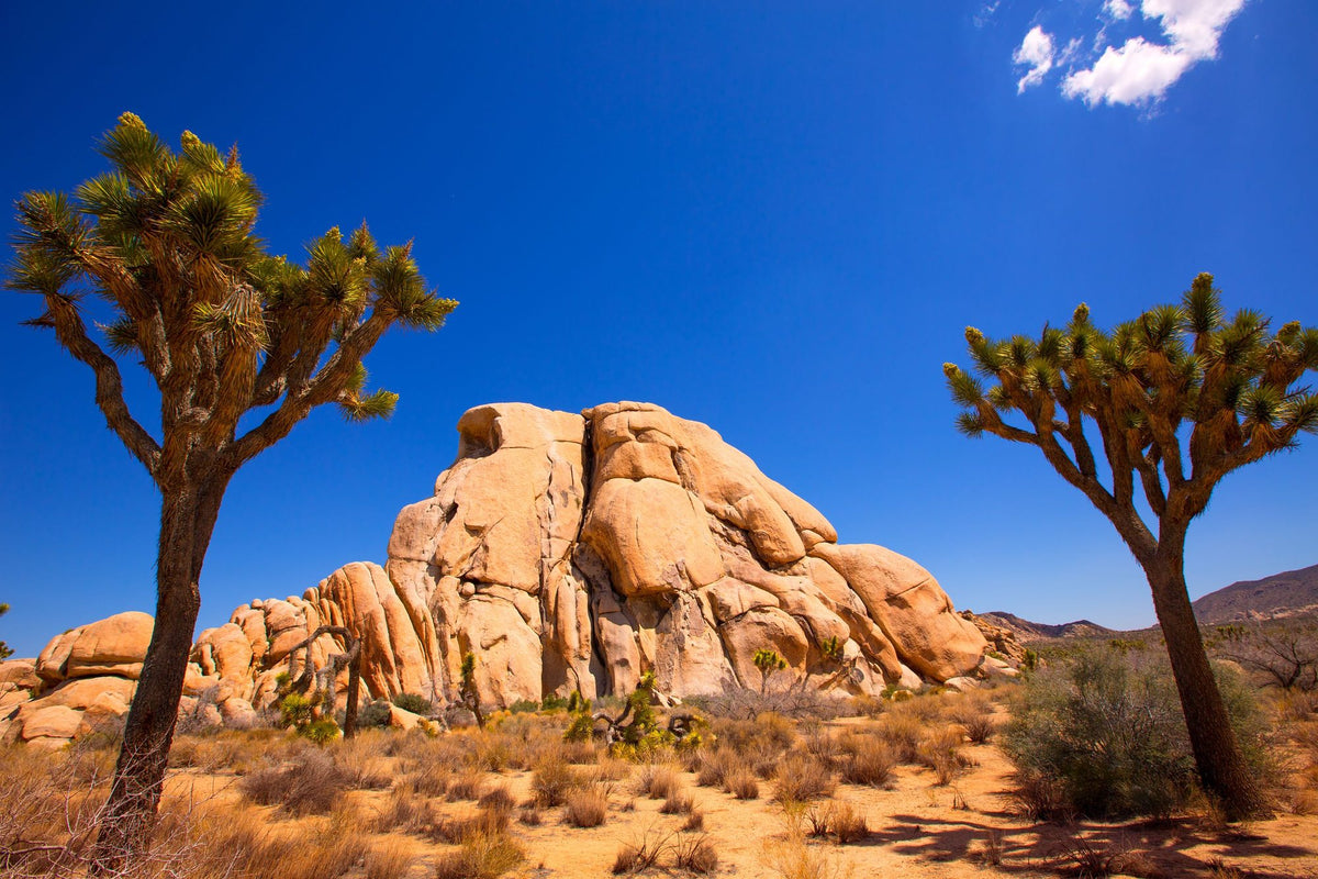 Joshua Tree Blue IX Mural Wallpaper - pure wallpaper artwork