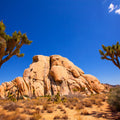 Joshua Tree Blue IX Mural Wallpaper - pure wallpaper artwork