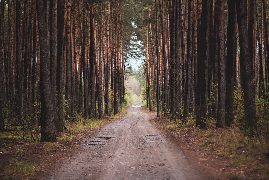 Dark Moody Trail Mural Wallpaper