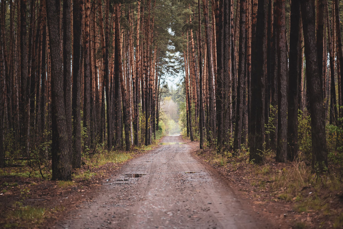 Dark Moody Trail Mural Wallpaper - pure wallpaper artwork