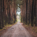 Dark Moody Trail Mural Wallpaper - pure wallpaper artwork