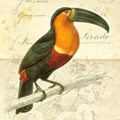 Pretty Bird I Mural Wallpaper - pure wallpaper artwork