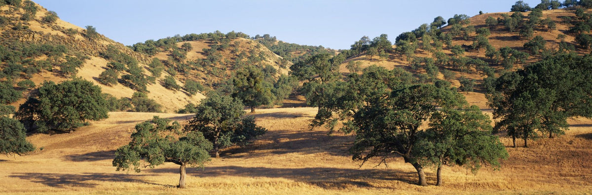 Golden Oak Hills Mural Wallpaper - pure wallpaper artwork