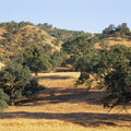 Golden Oak Hills Mural Wallpaper - pure wallpaper artwork