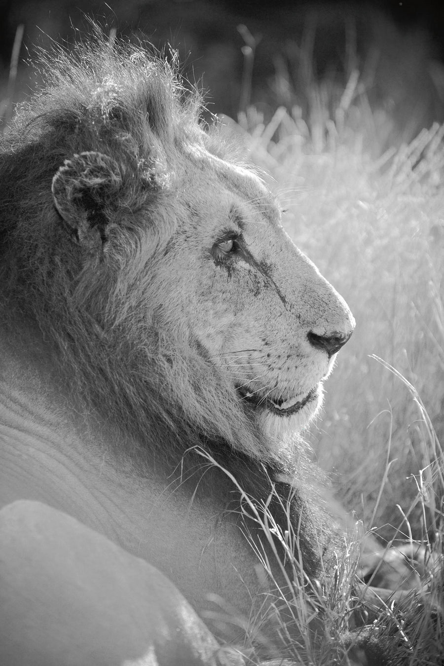 Old Lion BW Mural Wallpaper