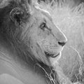 Old Lion BW Mural Wallpaper - pure wallpaper artwork