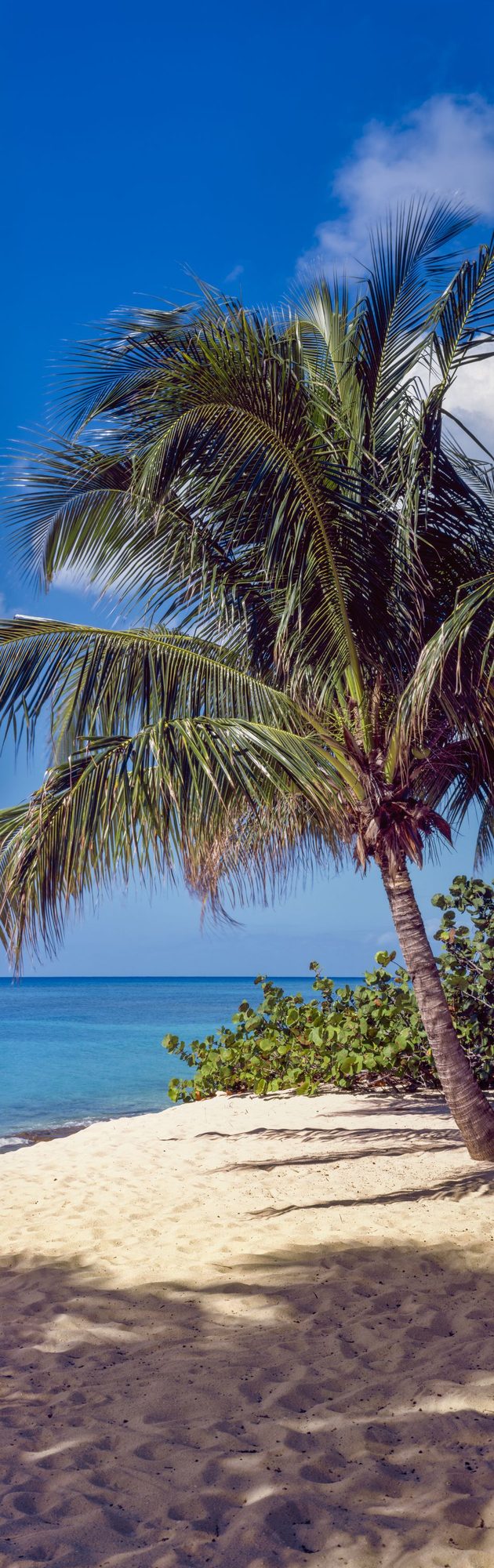 Tropical Paradise Palm Mural Wallpaper - pure wallpaper artwork