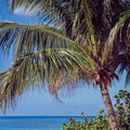 Tropical Paradise Palm Mural Wallpaper - pure wallpaper artwork