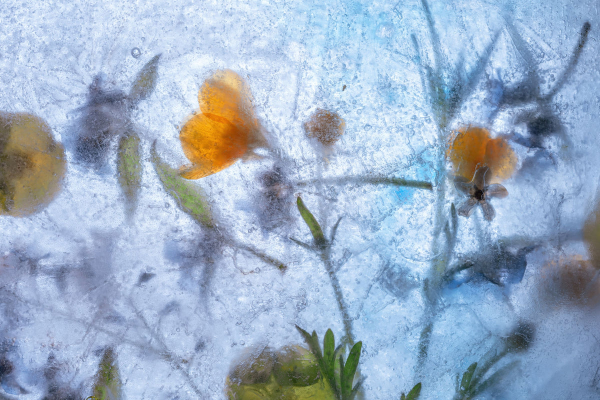 Frosted Blossom Mural Wallpaper - pure wallpaper artwork