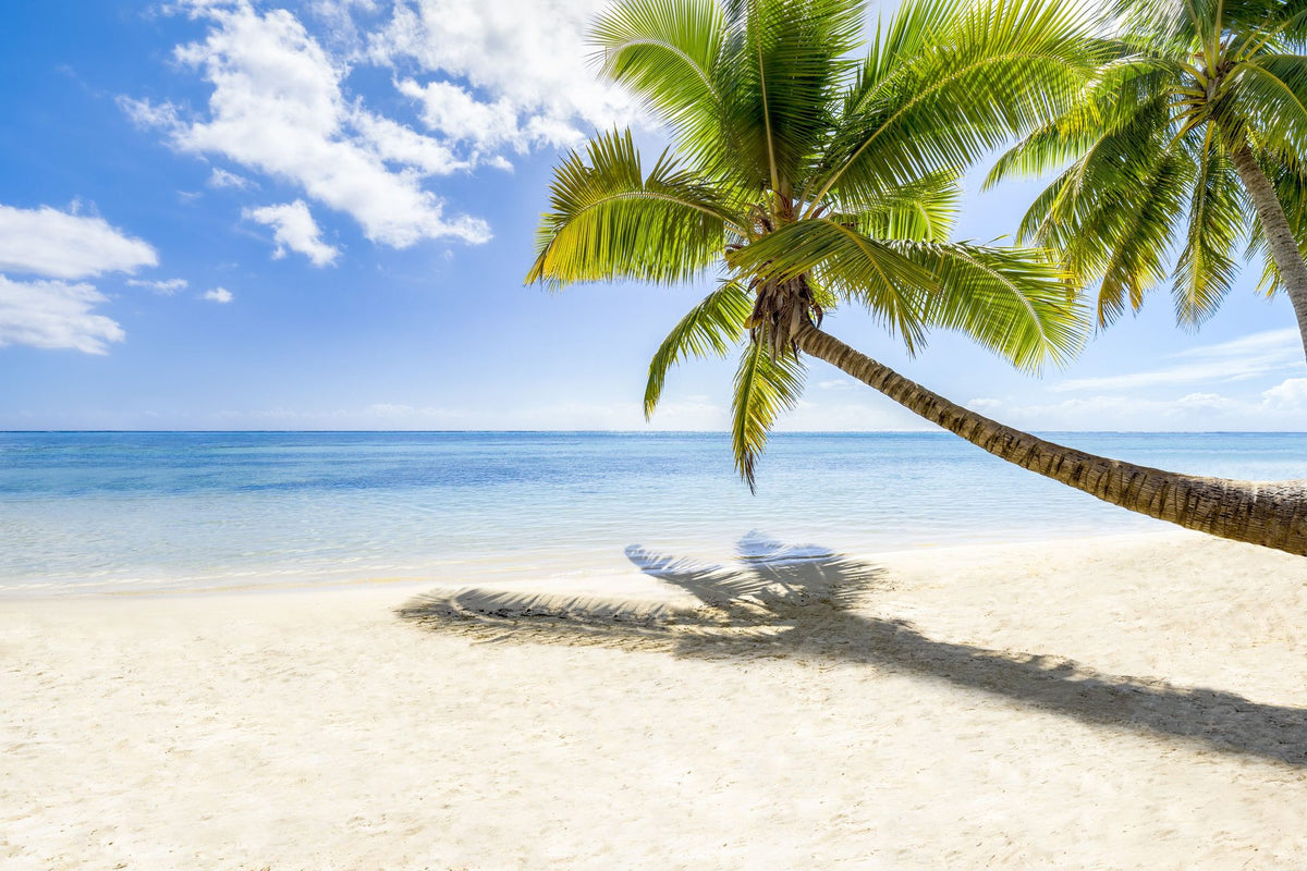 Resting Palm Tree Mural Wallpaper - pure wallpaper artwork