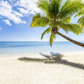 Resting Palm Tree Mural Wallpaper - pure wallpaper artwork