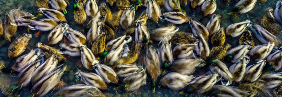 Long Exposure Ducks Mural Wallpaper