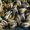 Long Exposure Ducks Mural Wallpaper - pure wallpaper artwork