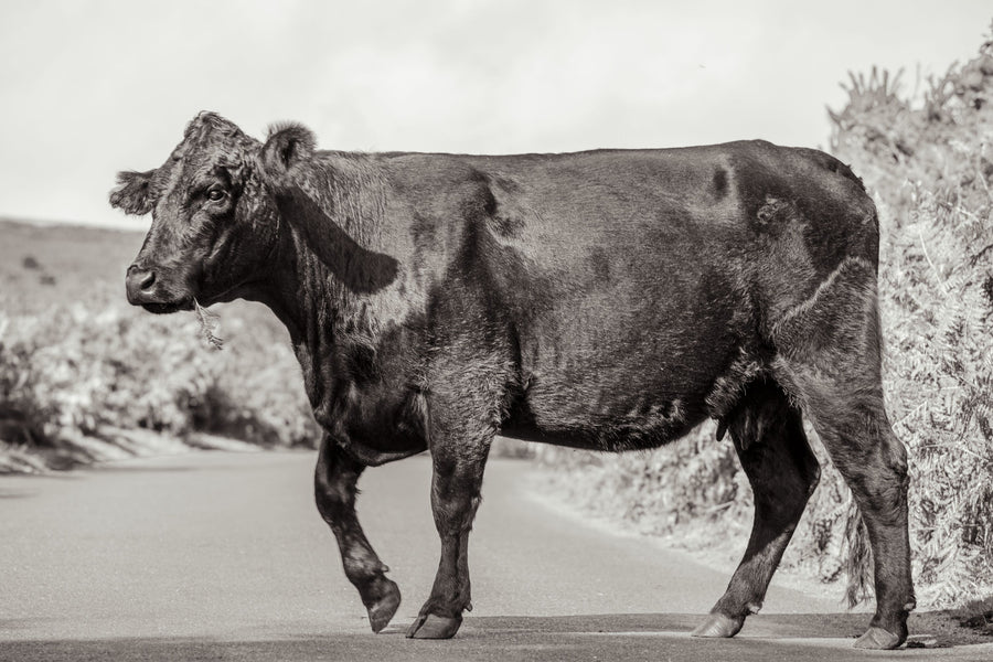 Cow on the Road II Mural Wallpaper