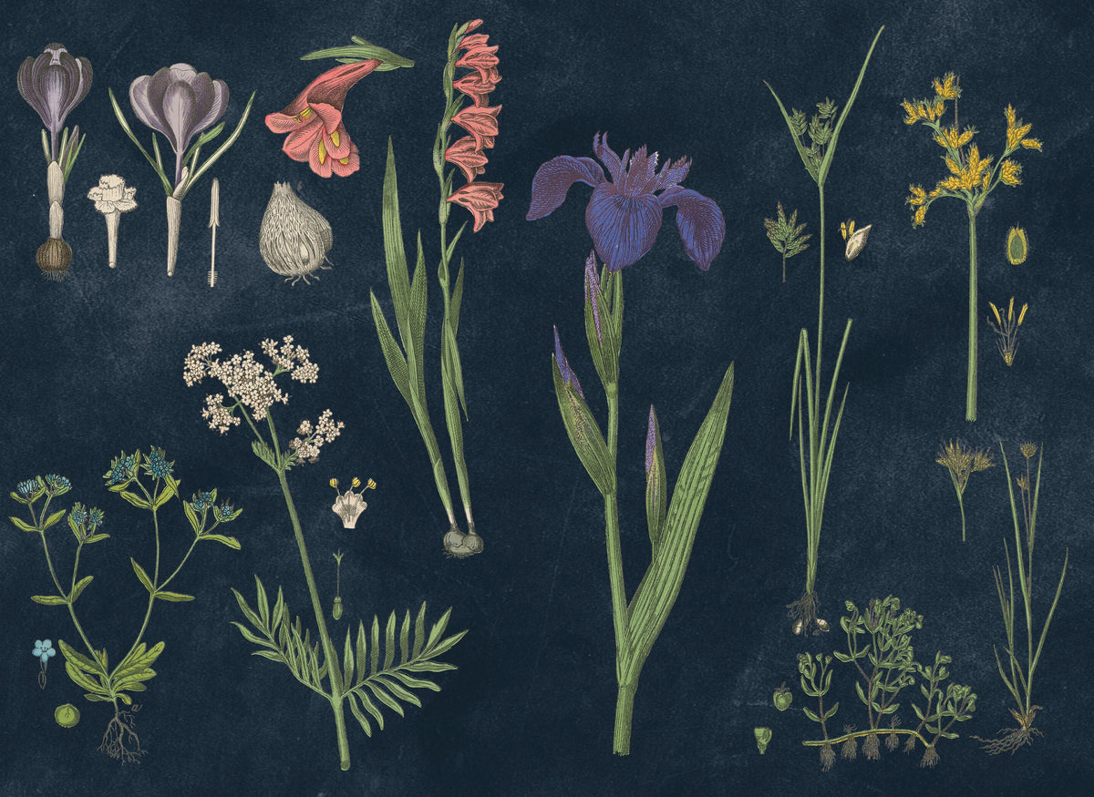 Botanical Floral Chart II Dark Blue Mural Wallpaper - pure wallpaper artwork