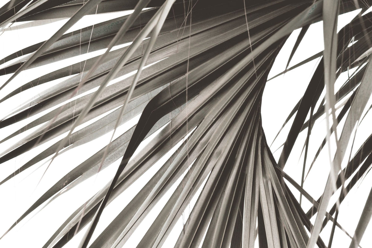 Sepia Palm Mural Wallpaper - pure wallpaper artwork