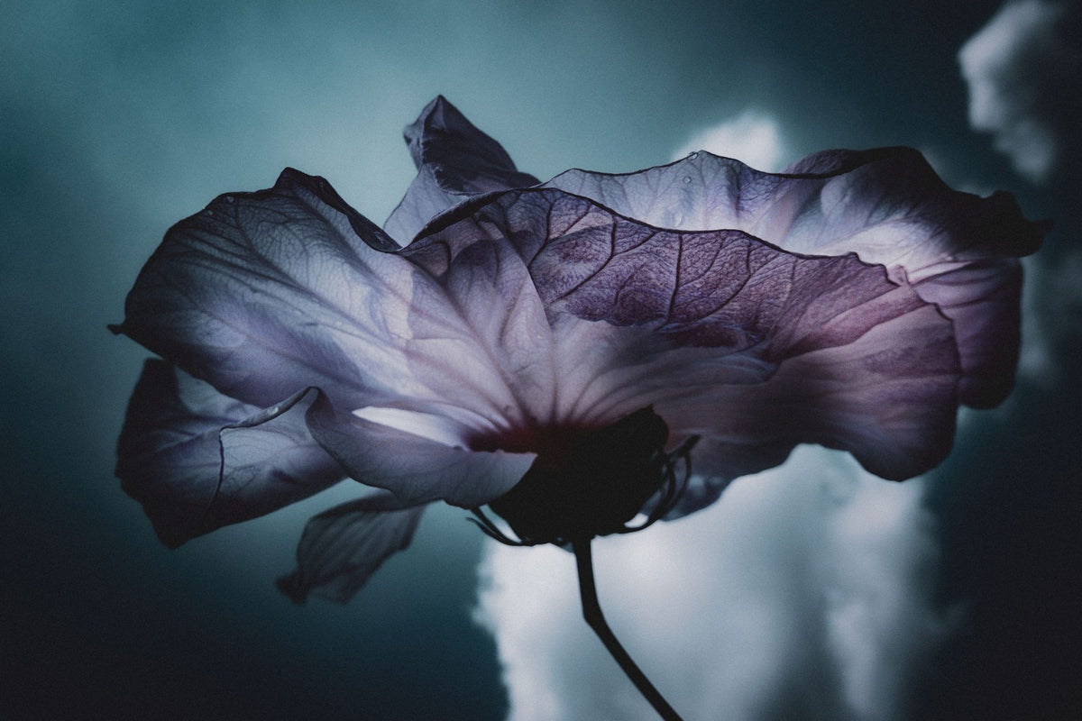 Hibiskus and Sky Mural Wallpaper - pure wallpaper artwork