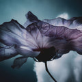 Hibiskus and Sky Mural Wallpaper - pure wallpaper artwork