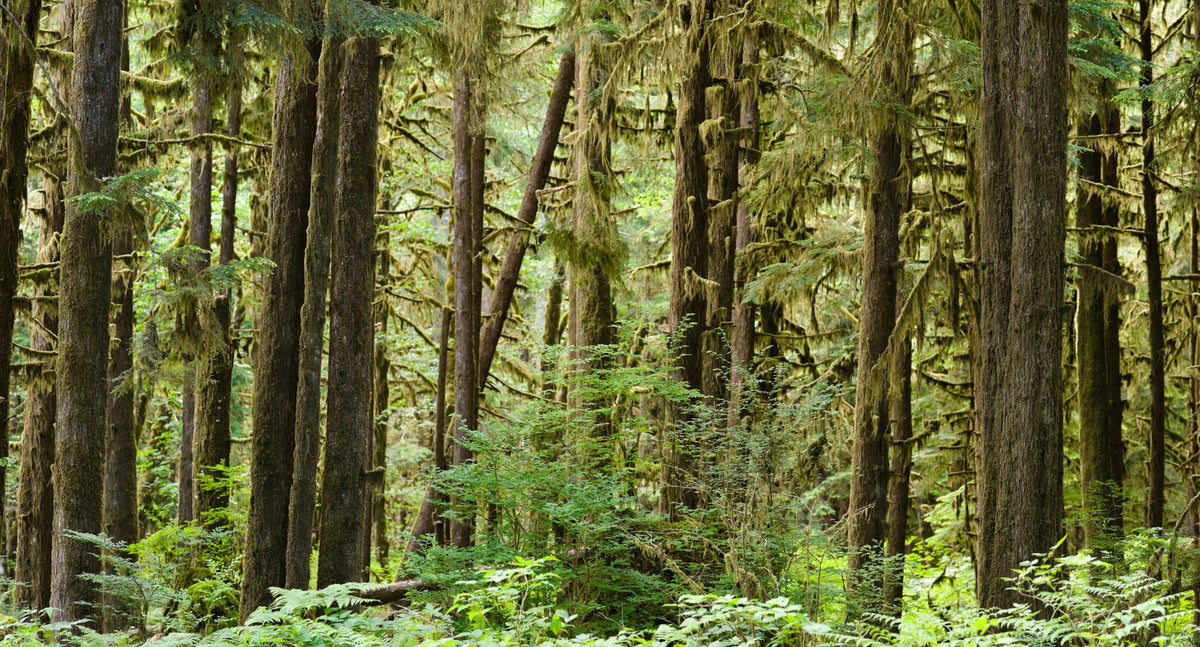 Bright Quinault Rainforest Mural Wallpaper - pure wallpaper artwork