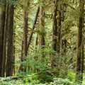 Bright Quinault Rainforest Mural Wallpaper - pure wallpaper artwork