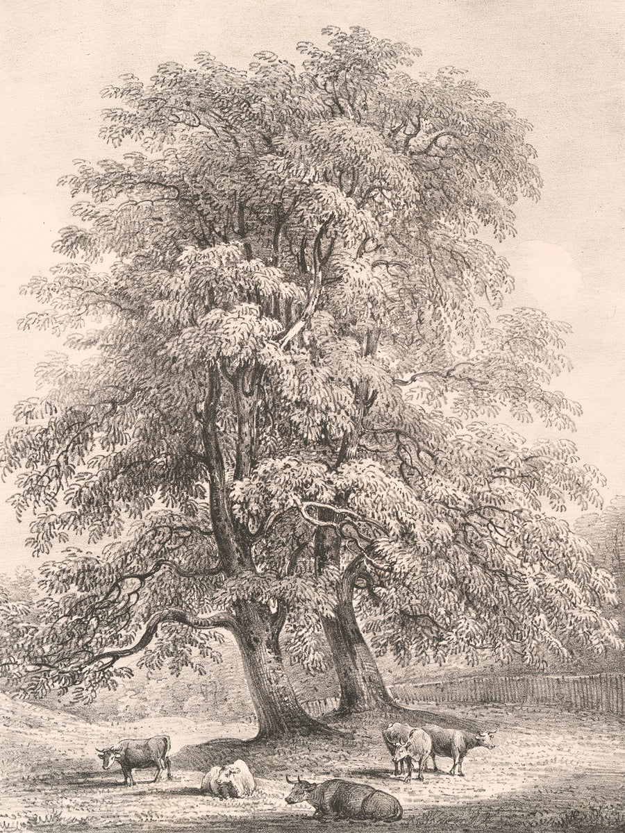 Ash Trees At Bolton Abbey Mural Wallpaper