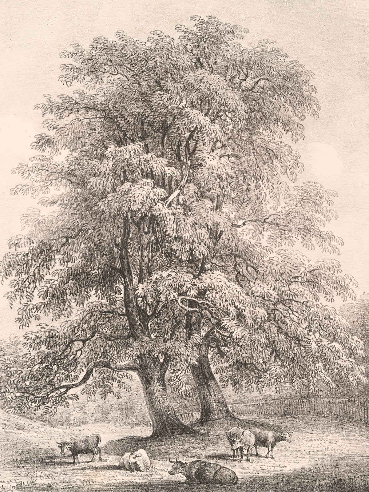 Ash Trees At Bolton Abbey Mural Wallpaper - pure wallpaper artwork