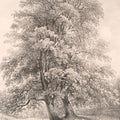 Ash Trees At Bolton Abbey Mural Wallpaper - pure wallpaper artwork
