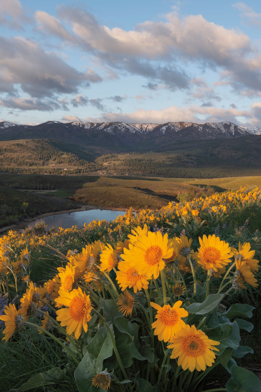 Methow Valley Wildflowers V Mural Wallpaper