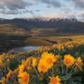 Methow Valley Wildflowers V Mural Wallpaper - pure wallpaper artwork