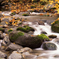 Autumn Creek Serenity Mural Wallpaper - pure wallpaper artwork
