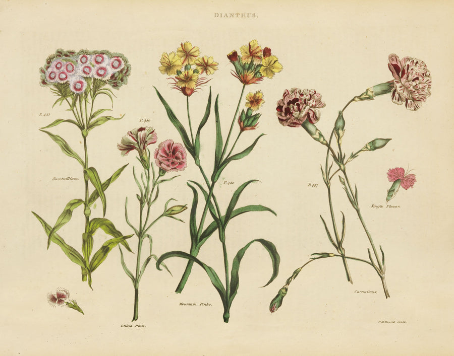 Herbal Botanical VIII Mural Wallpaper