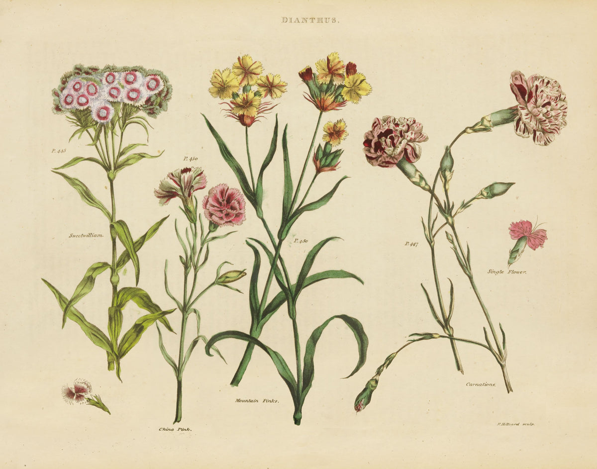 Herbal Botanical VIII Mural Wallpaper - pure wallpaper artwork