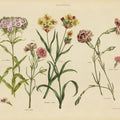 Herbal Botanical VIII Mural Wallpaper - pure wallpaper artwork