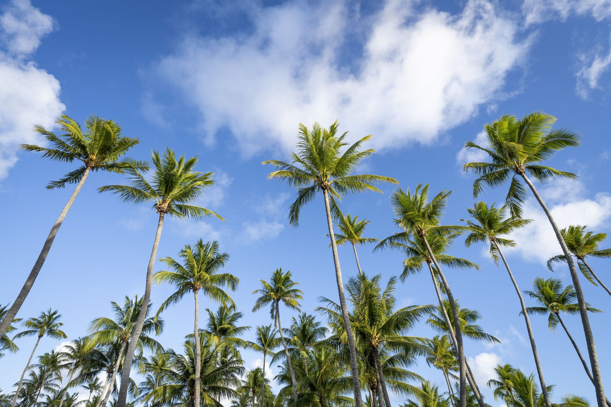 Strecthing Palm Trees Mural Wallpaper - pure wallpaper artwork